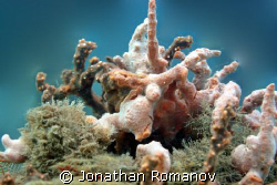 Corals @ Blue Heron Bridge by Jonathan Romanov 